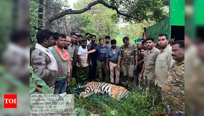 Notorious Tigress Captured After Multiple Human Deaths in Chandrapur | Nagpur News - Times of India