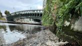 Algae bloom triggers widespread fish kill in San Francisco Bay Area: ‘Everything is dying’