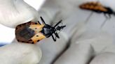 Cómo es el nuevo test que detecta en recién nacidos al parásito que causa Chagas