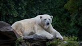Polar bear dies of bird flu in world’s first fatal case for the species: ‘It’s not going to go away’
