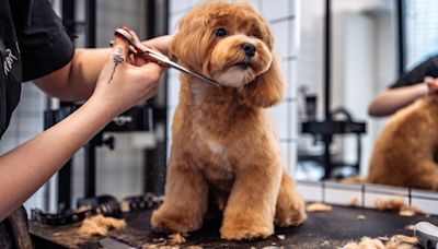 Ciudad Real presentará los mejores cortes de pelo de perro