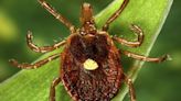 A meat allergy caused by tick spit is getting more common in the US