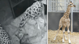 CCTV captures moment endangered baby giraffe is born at UK safari park