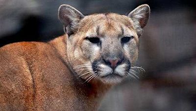 Multiple mountain lions spotted in El Dorado County recently, sheriff's office says