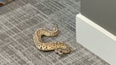 An apartment building in Canton had a snake on the loose