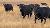 Time to check livestock’s trace mineral levels