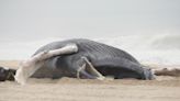 GOP congressmen: Halt offshore wind, probe whale deaths