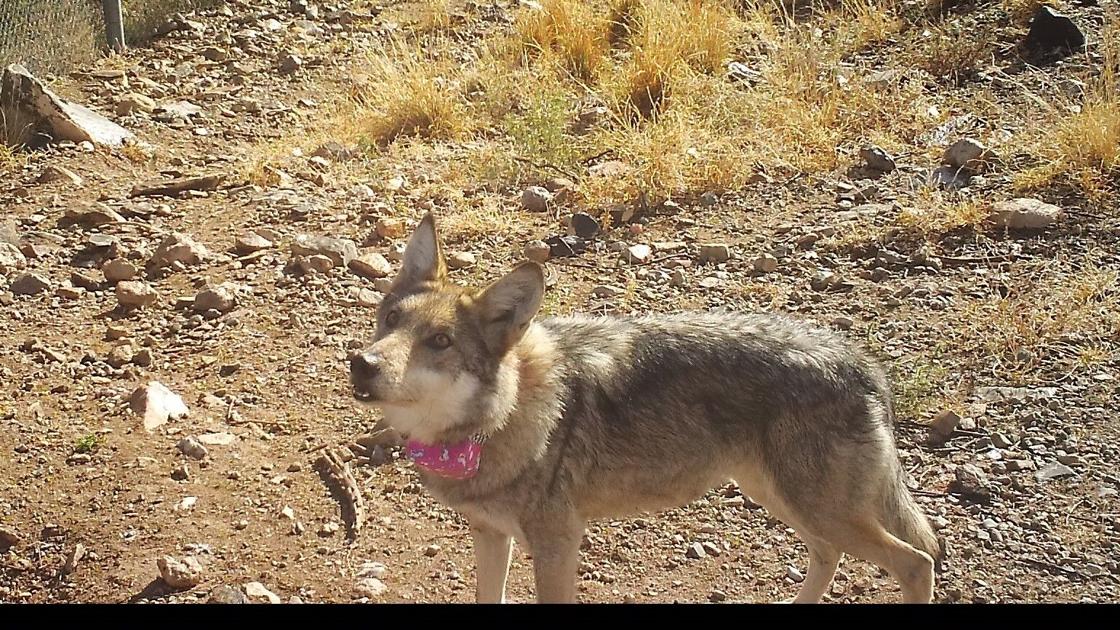 Endangered wolf pair returned to wild in southeastern Arizona