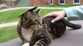 Cat roams university campus for 4 years, gets doctoral degree