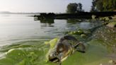 CDC: Toxic blue-green algae is infecting humans, animals in Michigan summers