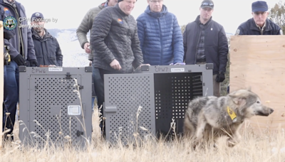 Colorado wolf dies in Grand County, the 2nd mortality in one week from reintroduced species