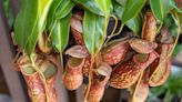 Pitcher Plants Are Perfect for Indoor Insect Control—How to Grow Them Like a Pro