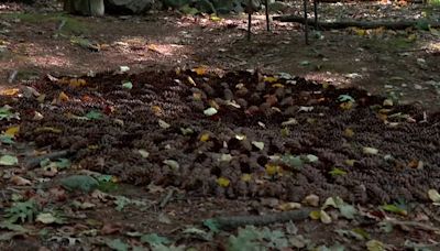 ‘I’m not on board with aliens:’ Strange pinecone formation found in woods sparks mystery