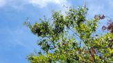 A weedy problem: Commonly used herbicides can damage live oaks | Sally Scalera