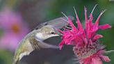 How to make your yard a hummingbird paradise and attract them spring, summer and fall
