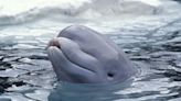 Activists Slam This 'Unethical' Home for a Lonely Beluga Whale