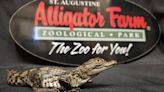 St. Augustine Alligator Farm celebrates 131st anniversary