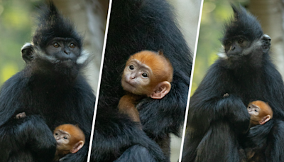 ‘Significant achievement’: Adorable bright orange endangered monkey born at San Diego Zoo