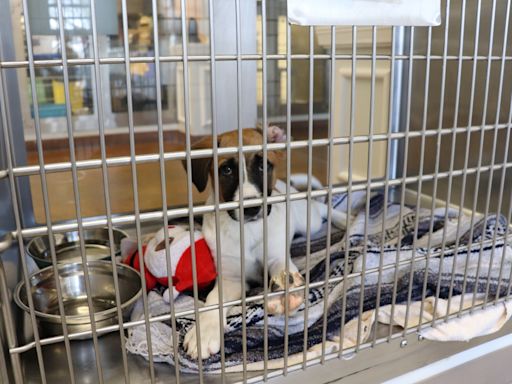 Austin Animal Center 'beyond the crisis point,' further restricts intake