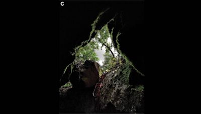‘Large’ creature found lurking in ‘underground cavern’ in Serbia. It’s a new species
