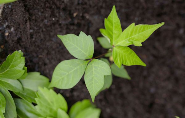 How to Identify and Get Rid of Poison Ivy Safely