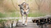 People Are Convinced That Woman Is Unknowingly Walking Around Paris With a Wolf