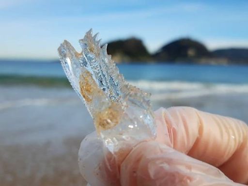 Qué son las salpas y por qué han invadido las playas del norte de España