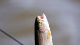 40,000 trout euthanized for ‘whirling disease’ in Virginia — and anglers are annoyed