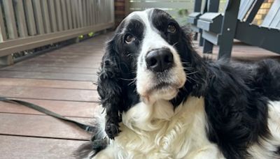 U.S. delays tough new border rules for dogs — but could revive them in nine months, minister says | CBC News