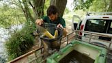 Rescatan peces de un río menguado mientras la sequía y el calor tórrido asolan España