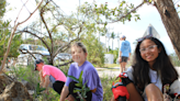 Students complete mangrove project with habitat restoration