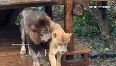 非洲獅淋雨罰站！遊客笑稱「被老婆趕出門」 壽山動物園曝光真相