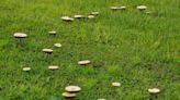 How To Get Rid Of Mushrooms In Your Yard, According To An Expert