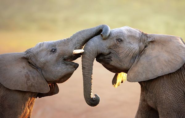 Elephants say 'hello' to friends by flapping their ears and making little rumbly noises