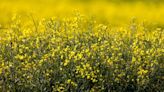 Animal poison experts set record straight on dangers of rapeseed to dogs