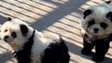 Zoológico chino pinta perritos y aseguran que son una “nueva especie” de osos panda - La Tercera