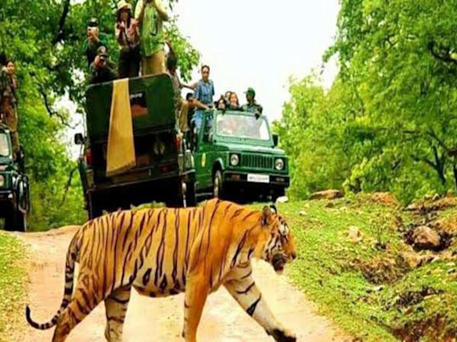 Bhopal: Tiger Reserves Roar With Visitor Surge Compared To Last Year