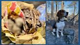 K9 sniffs out mummified monkey remains in passenger bag at Logan Airport