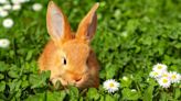 Les lapins ne mangeront plus vos plantes grâce à cette astuce simple