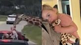 Incidente en safari: Bebé de dos años fue levantada por una jirafa