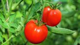 Tomato and strawberry plants grow juicier fruit with one kitchen item they love