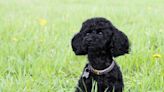 A high-powered NYC lawyer is suing his ex for custody of their poodle and $208K, saying the pet is 'more than a dog' to him