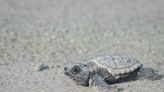 Sea turtles laid a record 52,500 nests in Florida but 99% are female