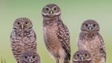 Giving a hoot on Earth Day: How to protect owls in your own backyard - East Idaho News