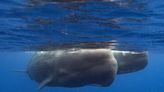 Scientists say they are learning basics of sperm whale language