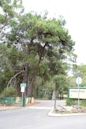 Oatley Park, New South Wales
