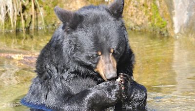 Trail Cam Captures Touching Video of Bear Taking Outdoor Bath After Terrible Injury