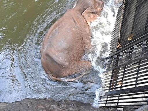 Wild elephant that got stuck in Mullaperiyar dam canal in Thekkady rescued