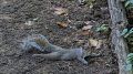 Why squirrels are ‘splooting' all over New York City