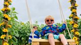 Rougham Estate off A14 prepares for launch of sunflower field after record year